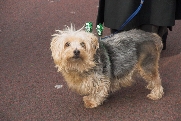 St Patrick's Day Parade, London &copy; 2006, Peter Marshall