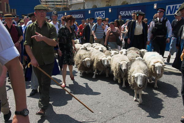 LAB Sheep Drive, © 2006, Peter Marshall