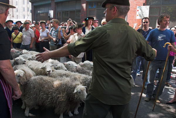 LAB Sheep Drive, © 2006, Peter Marshall