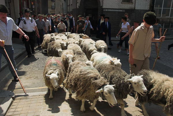 LAB Sheep Drive, © 2006, Peter Marshall