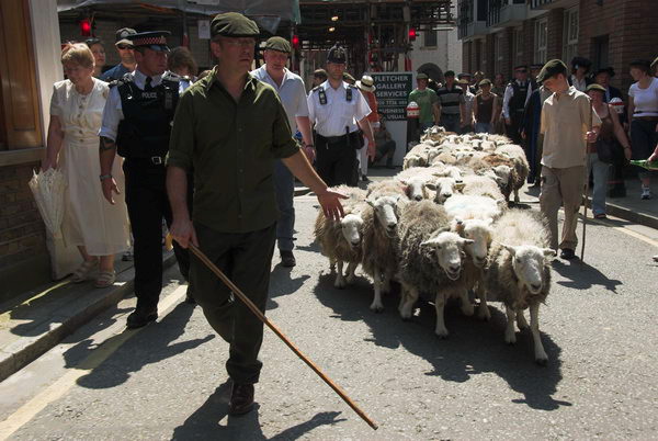 LAB Sheep Drive, © 2006, Peter Marshall