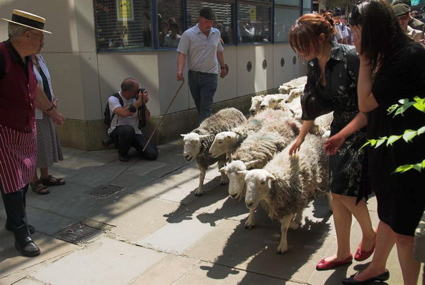 LAB Sheep Drive, © 2006, Peter Marshall