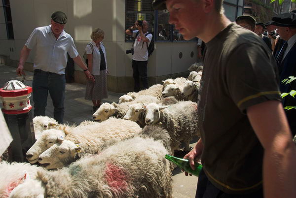 LAB Sheep Drive, © 2006, Peter Marshall