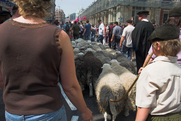 LAB Sheep Drive, © 2006, Peter Marshall