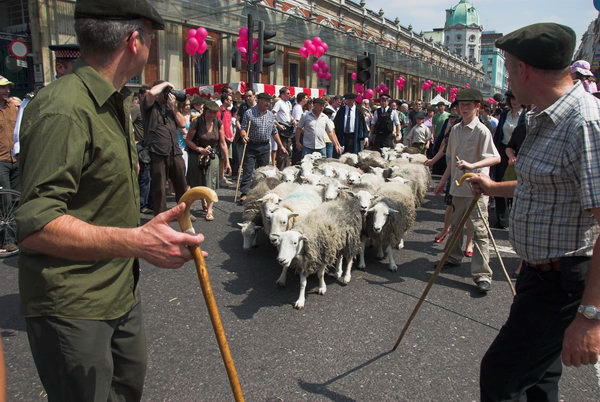 LAB Sheep Drive, © 2006, Peter Marshall