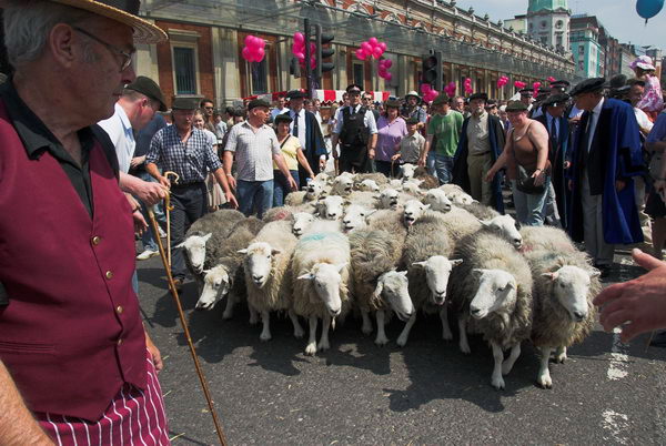 LAB Sheep Drive, © 2006, Peter Marshall