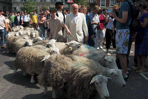 LAB Sheep Drive, © 2006, Peter Marshall