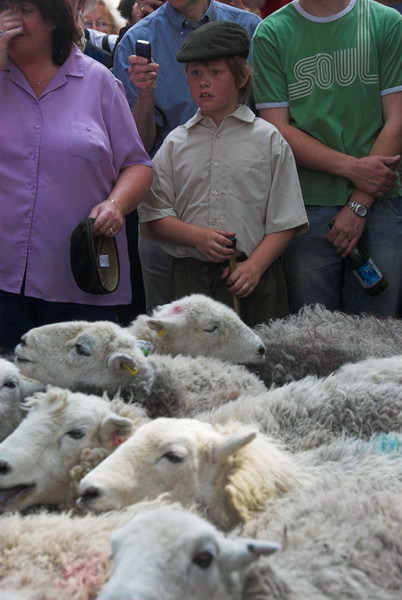 LAB Sheep Drive, © 2006, Peter Marshall