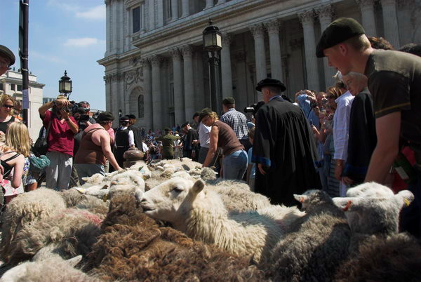 LAB Sheep Drive, © 2006, Peter Marshall