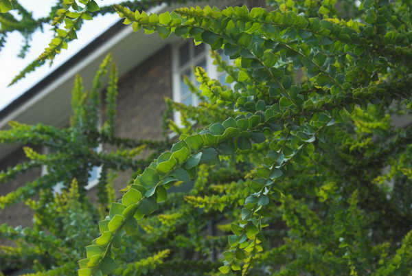 Trees in St John's Wood © 2006, Peter Marshall