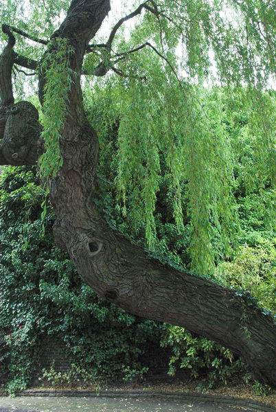 Trees in St John's Wood © 2006, Peter Marshall