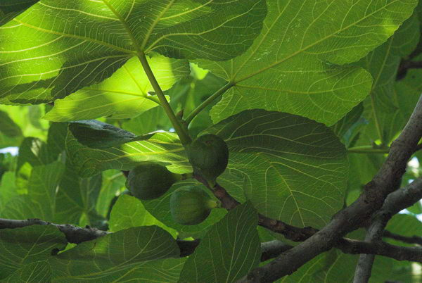 Trees in St John's Wood © 2006, Peter Marshall