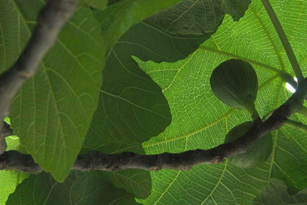 Trees in St John's Wood © 2006, Peter Marshall