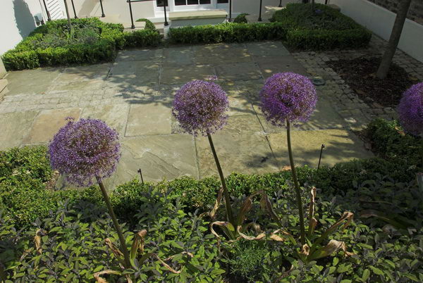 Trees in St John's Wood © 2006, Peter Marshall