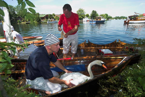 Swan Upping © 2006, Peter Marshall