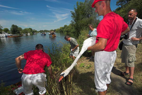 Swan Upping © 2006, Peter Marshall