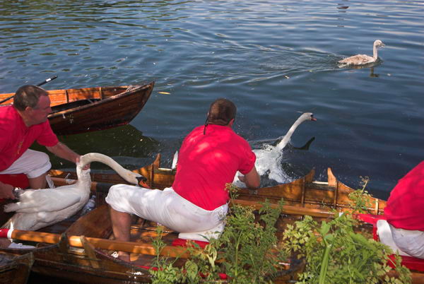 Swan Upping © 2006, Peter Marshall
