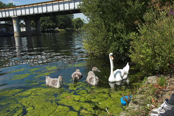 Swan Upping © 2006, Peter Marshall