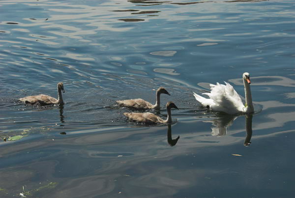 Swan Upping © 2006, Peter Marshall
