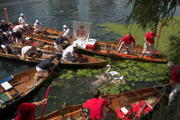 Swan Upping © 2006, Peter Marshall
