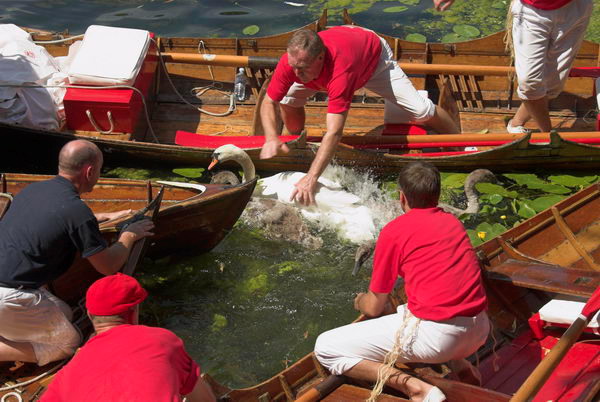 Swan Upping © 2006, Peter Marshall