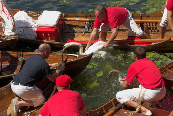 Swan Upping © 2006, Peter Marshall