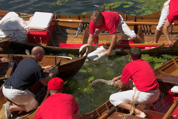 Swan Upping © 2006, Peter Marshall