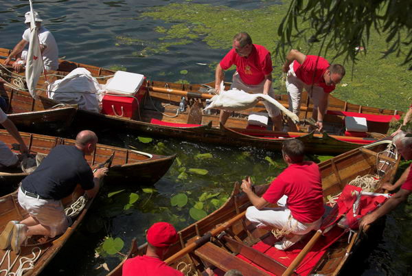 Swan Upping © 2006, Peter Marshall