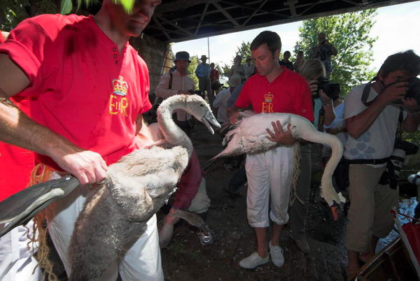 Swan Upping © 2006, Peter Marshall