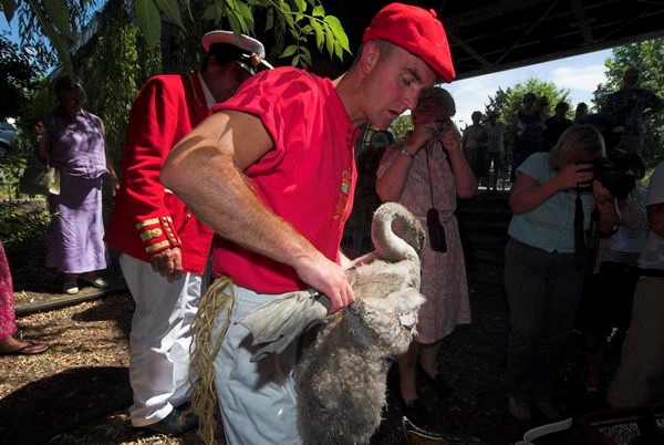 Swan Upping © 2006, Peter Marshall