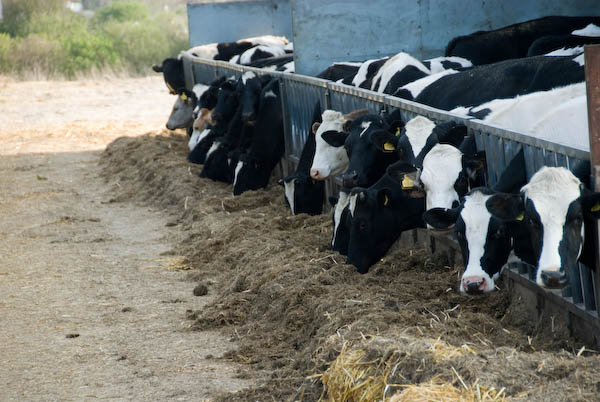 Amberley, Sussex © 2007, Peter Marshall