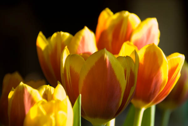 Amberley, Sussex © 2007, Peter Marshall